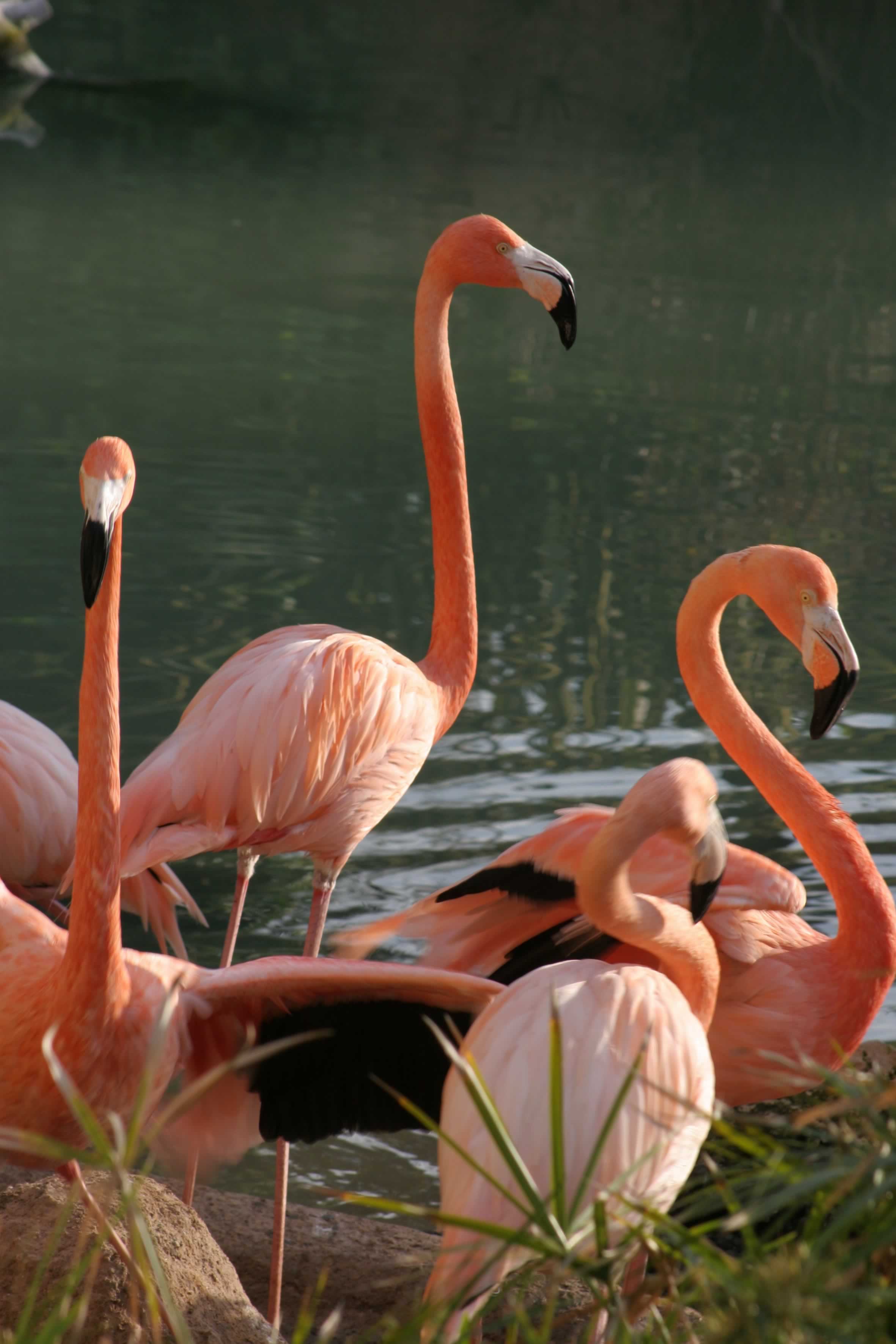 Mundomar Flamingos