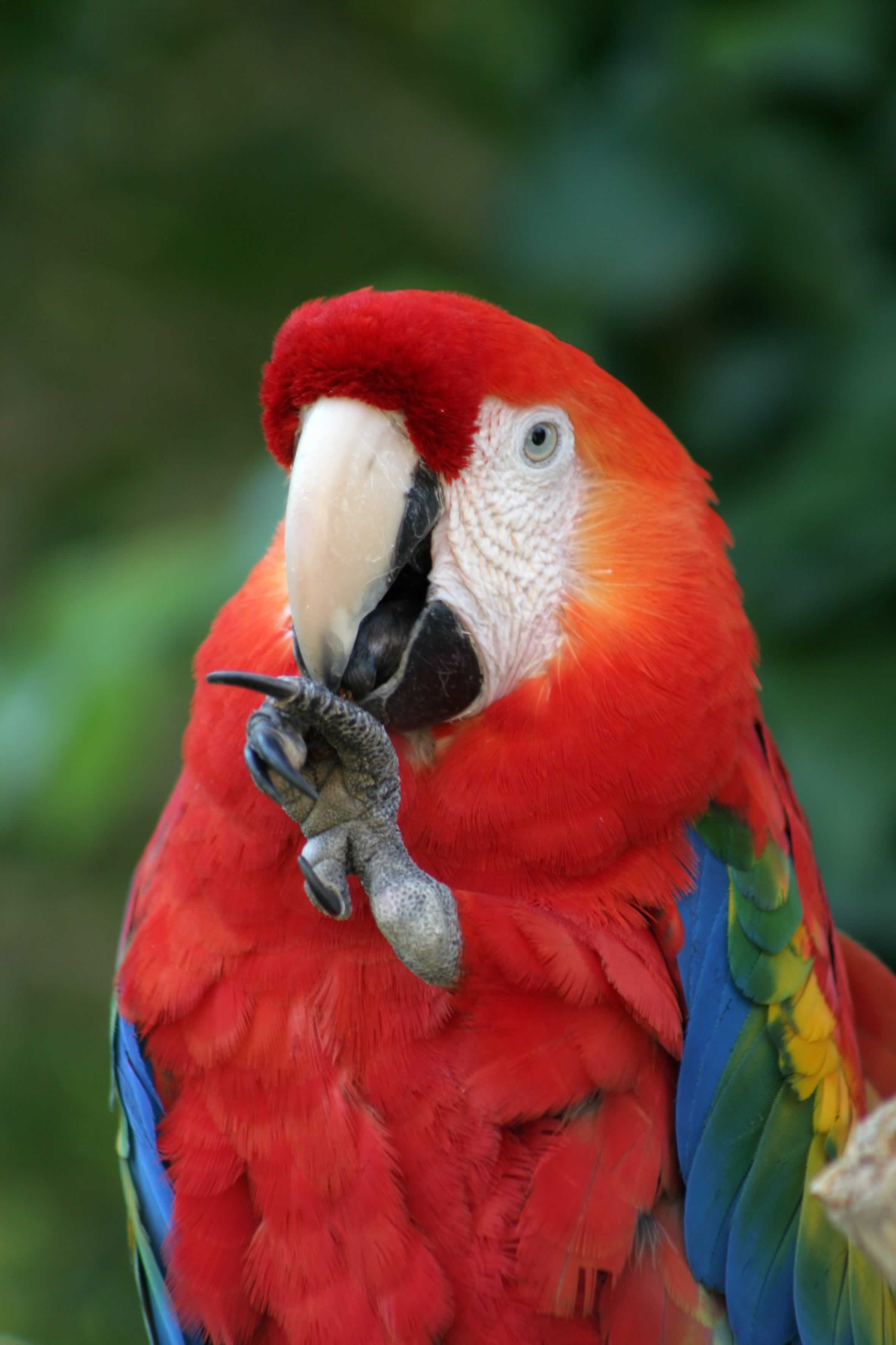Mundomar Parrots