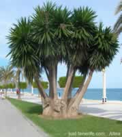 Altea Palms