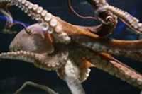 Aquariun Octopus