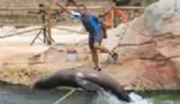 Sealion Show - Aqua Natura