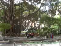 Alicante Cafe in shade of a large Fig Tree